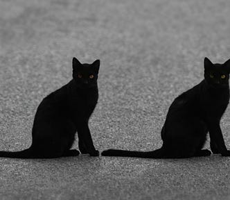 Two identical-looking black cats sitting on the pavement looking at the camera.
