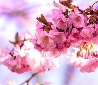 Beautiful pink blossoms on the end of a tree branch