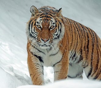 The Benefits Of Owning A Pet: The Rise of The Pet Economy