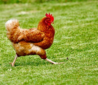 A chicken running across a field of grass