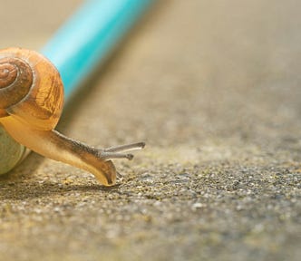 Snail crawling over an object.