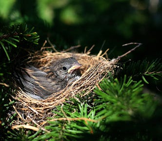 A fledgling bird sits in a nest with a branch to support it