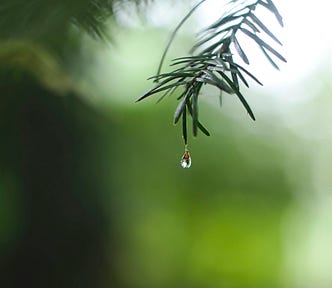 Water dripping from the tip of a tree branch.