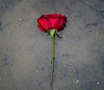 a faded rose in the road