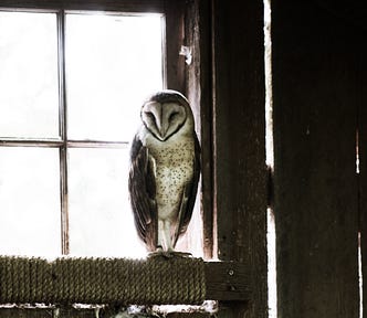 A barn owl sitting in a wood frame window