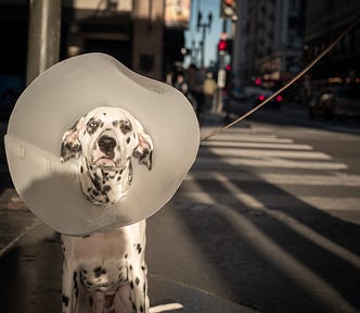 Make a List of Your Worst-Performing Articles to Show off Your Dust-Collecting Flops — An Embarrassed Dalmatian Wearing a Collar