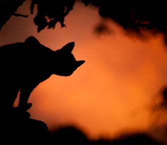 BLack Cat, Halloween, Halloween Photos, Spooky Cat Photo
