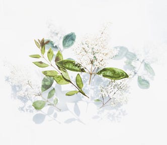 How Adaptogenic Herbs Support Your Immune System by Nancy Blackman. light background of faded herbs with green herb leaves on top. herbal medicine, herbs, alternative medicine, fettle, herb and fettle, adaptogens, adaptogenic herbs, immune system