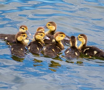 A group of newly hatched ducklings all gathered in a row — eight in total. They are floating fluffy brown and yellow heads with darker back feathers beginning to grow in.