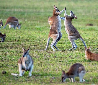 Kangaroos fighting