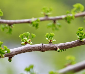 small plants sprouting on a tree
