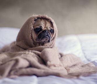 Unhappy dog wrapped in a blanket