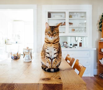 A brown-white with stripes tabby cat sitting on its hind legs on a dining table made of wood.