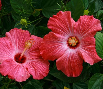 hibiscus