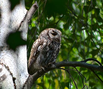 Photo of Screech Own resting on a tree branch while waiting for an opportunity to steal a mockingbird for a snack.