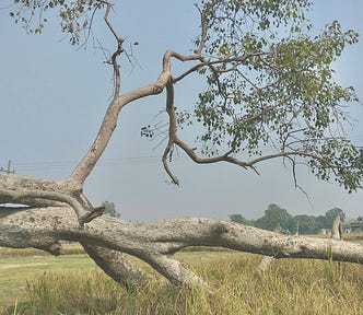 A big, leaning tree casts a gentle shadow over a sprawling green field, enhancing the natural beauty of the area.