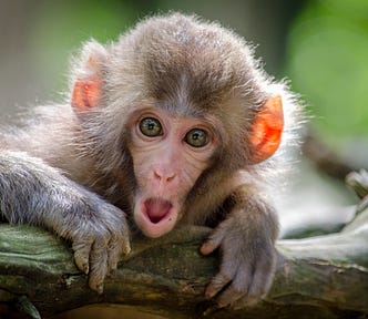 Curious monkey with a wow face