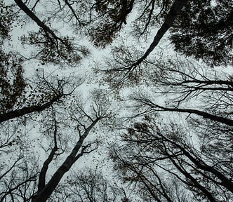 tree branches