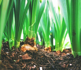 The green of spring bulbs