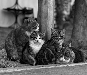 The Mad Catters discussing their Secret War, or they could be posing for a picture to use on their new album which is about to drop.