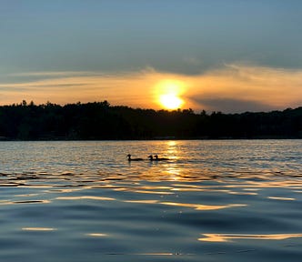 A lake with 3 loons in Minnesota