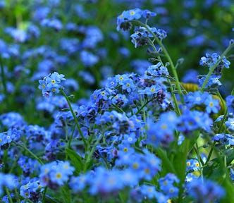 A field of forget me not flowers.