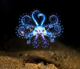 This hypnotising bioluminescent male squid, also known as the Euprymna tasmanica, was captured off the coast of Australia.