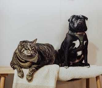 pets on ironing board