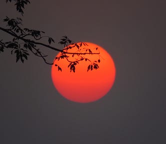 A branch of leaves with a low sun behind it