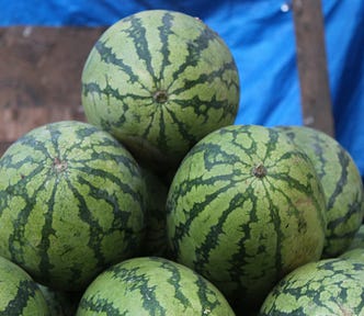 Watermelon Plant Care Guide