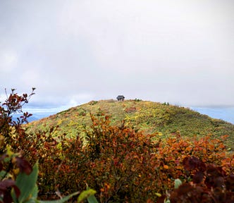 Hakuban Jinja (shrine) near the summit of Murayama Ha-yama stands atop a yellow and green hill with white sky in the background with autumn leaves in the foreground.