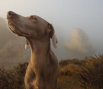 A weimaraner faces us as the brown-colored dog looks slightly up and to the left. The animal appears to be in the hills, but the background is faded.