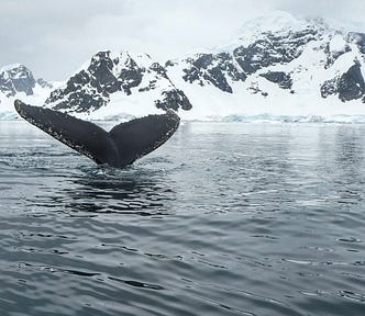 tail fluke of a humpback whale with mountains and snow in the back. Photo by Derek Oyen for Unsplash