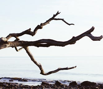 A bare branch