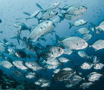 Fish Swarm