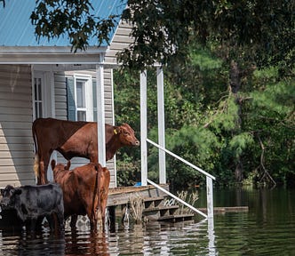 cows standing in flooded house