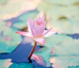 close up photo of water lily flower