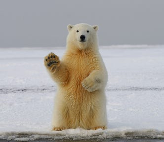 A polar bear waves its paw towards the camera.