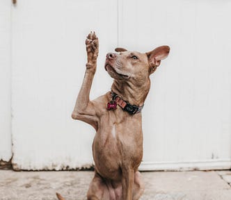 dog with paw in the air