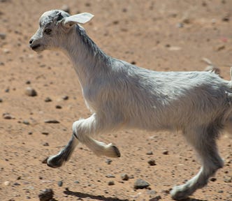 goat running on the desert