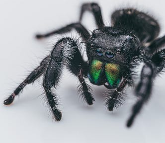 An image of a big black spider on a white background, and it has two big black eyes and green fangs.