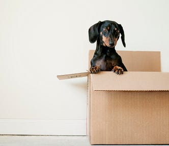 Dog sitting in cardboard box in empty room