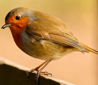 Photo of Red Robin perched on a fence top.