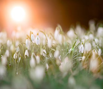 Snow drops