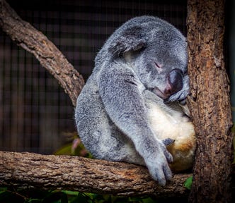 A koala sleeping in a tree.