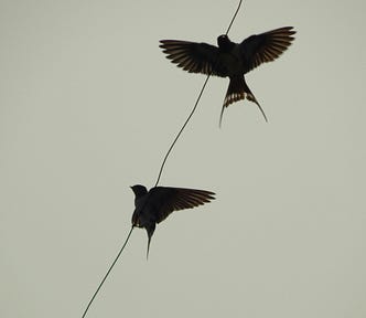 Two swallows in black and white, flying past a wire stretched across the sky