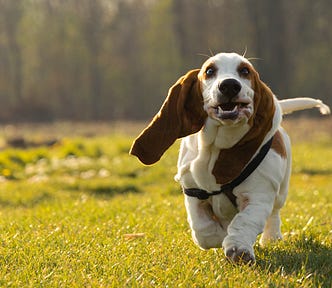 Goofy bassett hound “running.” Eyes are peeled wide open; gums and ears flapping. Legs look like loaves of lumpy white bread. Green field on which dog is running is very green. Out-of-focus woods in the background.