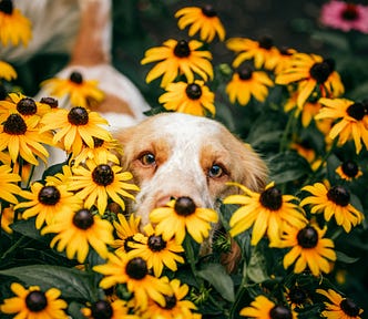 A beautiful dog pokes her head out of a host of flowers