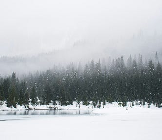 A wintry forest covered in snow