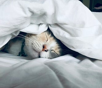 A cat enjoys sweet dreams under the bedcovers